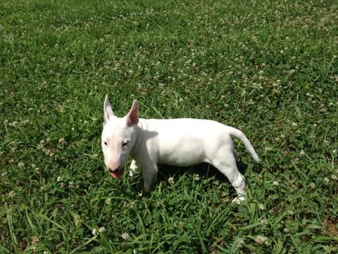 Bull Terrier Puppy