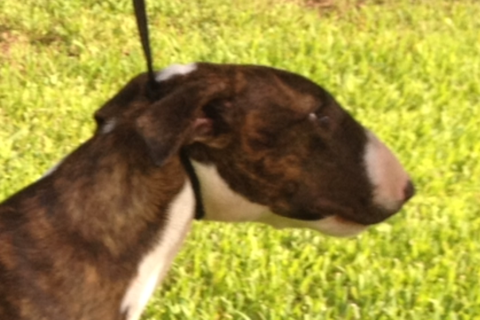 Bull Terrier Puppy