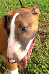 Bull Terrier Puppy