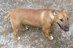Rufus Ann-Bull Terrier